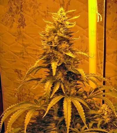 Double White Seeds