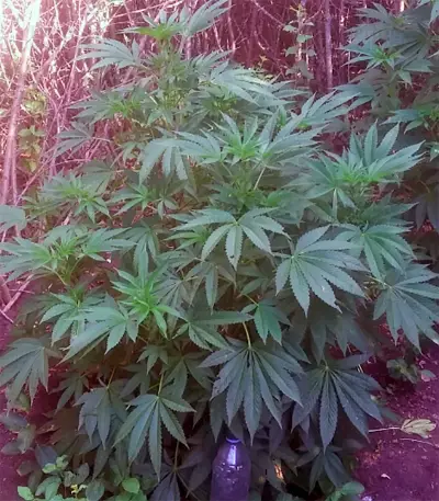 Graines de cannabis Kaia Kush (GHS)