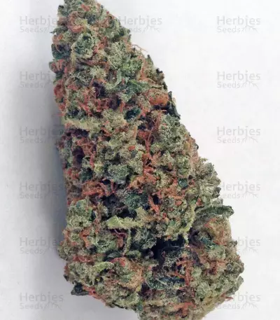 King’s Kush Seeds
