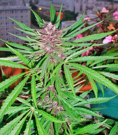 Purple #1 strain