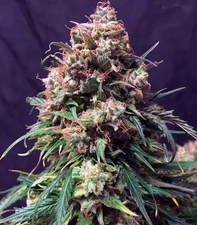 Graines de cannabis Auto Glueberry O.G. (Dutch Passion)