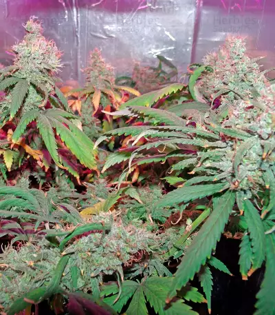 California Dream Seeds