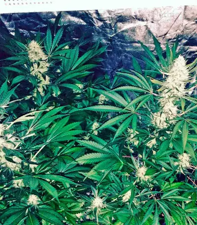 Mango Skunk Seeds
