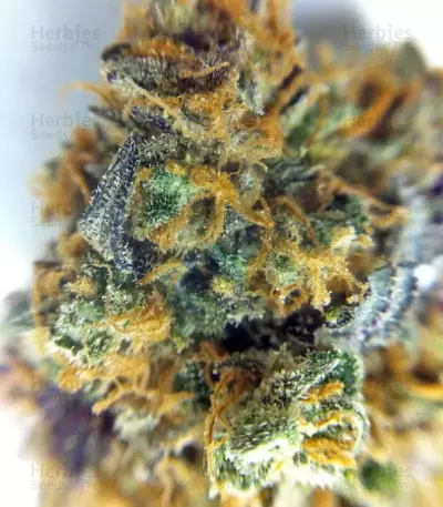 Sour Blueberry Seeds