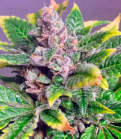 Afghan Kush Special Seeds
