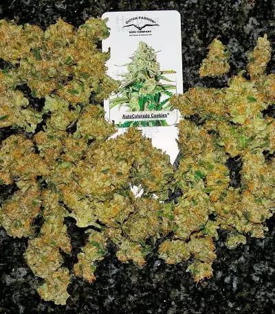 Auto Colorado Cookies strain