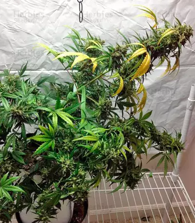 Blue Amnesia XXL Autoflowering feminized seeds