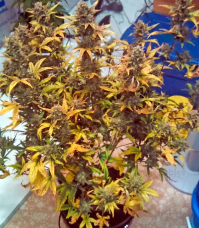 Blue Dream Auto (Humboldt Seeds Organization)