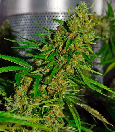 Blue Velvet feminized seeds