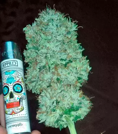 Bubba Kush feminized seeds (Dinafem Seeds)