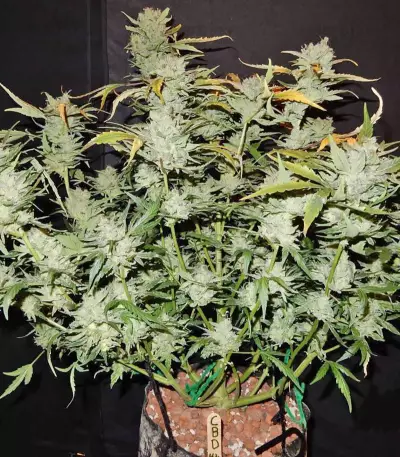 CBD Auto 1:1 (CBD Crack) feminized seeds