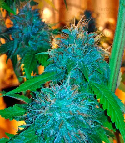 Flowerbomb Kush feminized seeds