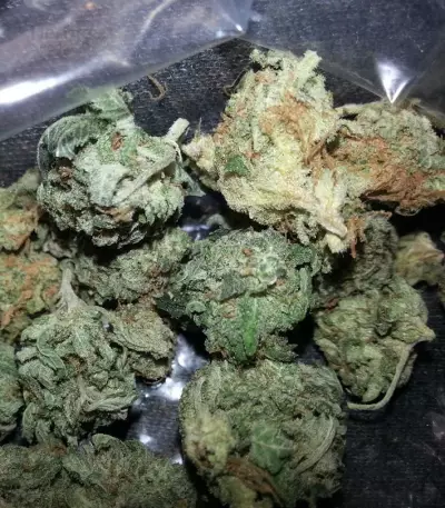 Graines de cannabis Grand Master Kush regular (Sumo Seeds)