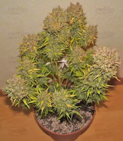 Grapefruit Auto Seeds
