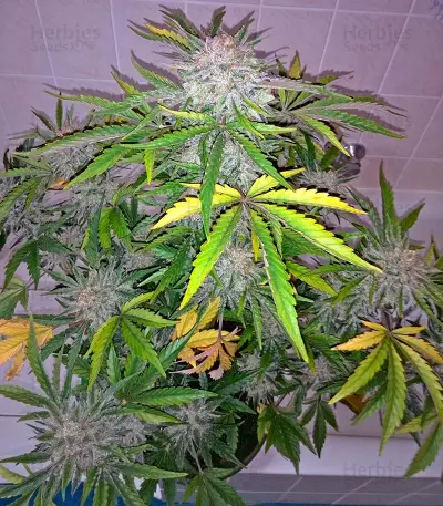 Industrial Plant Autoflowering CBD Seeds