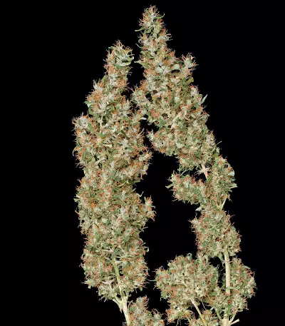 Semi femminizzati Kali Mist