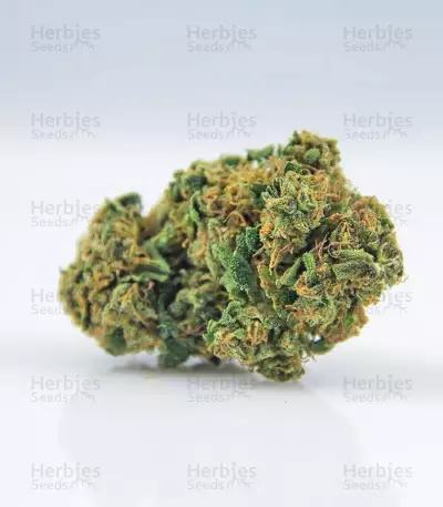 La Blanca Gold feminized seeds
