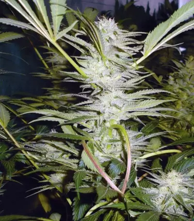 Graines de cannabis Malakoff (Medical Seeds)