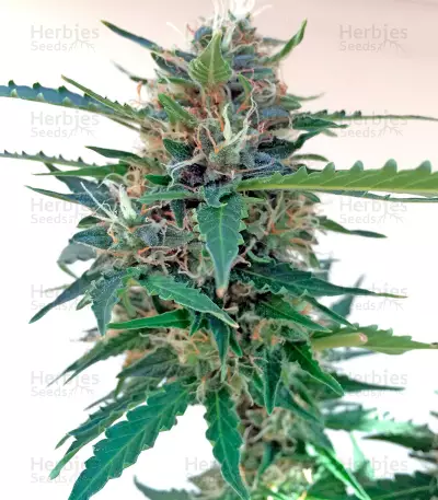 Graines de cannabis Northern Light X Skunk (World of Seeds)