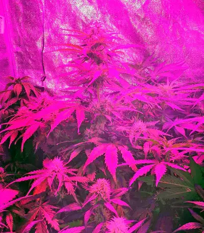 Northern Light Automatic Seeds