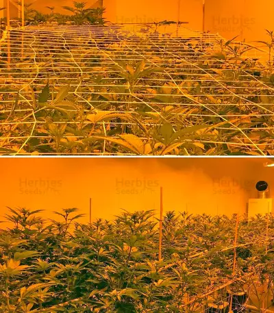 Graines de cannabis Papaya regular (Nirvana Seeds)