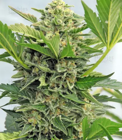 Pineapple Skunk Regular seeds