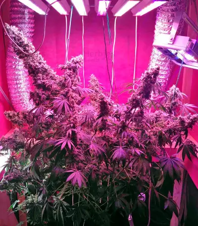 Graines de cannabis Serious Happiness regular (Serious Seeds)
