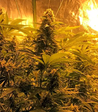 Snow White (Nirvana Seeds) Cannabis-Samen