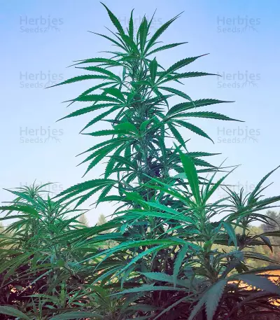 Strawberry Blue Seeds