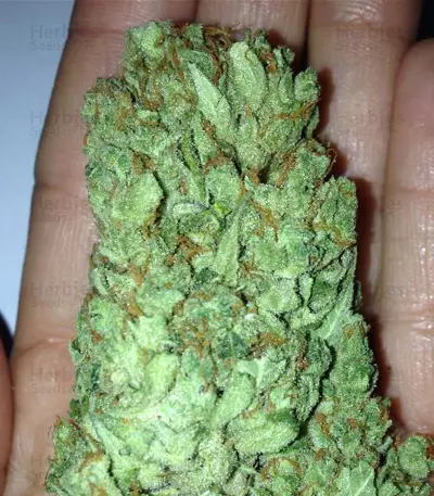 Sweet Harlem Diesel Seeds