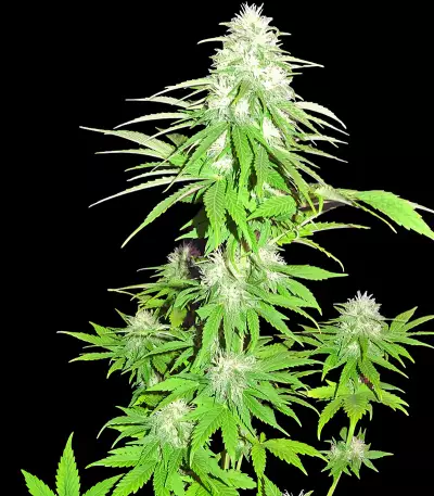 Graines de cannabis Zombie Haze (Sumo Seeds)