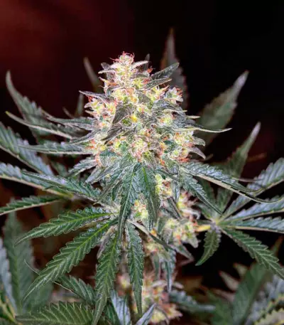 Black Jack F1 Fast Version feminized seeds