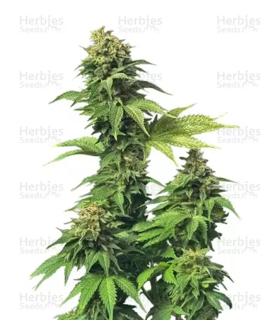 Graines de cannabis Akorn (T.H. Seeds)