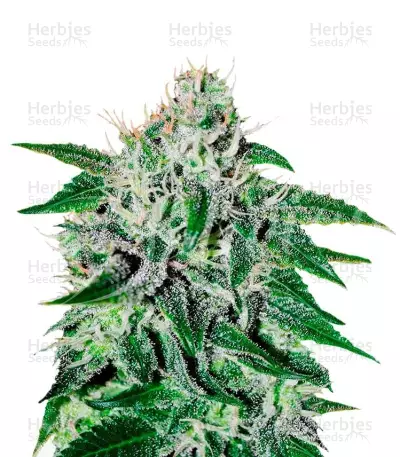 Graines de cannabis Critical Jack Herer (Delicious Seeds)