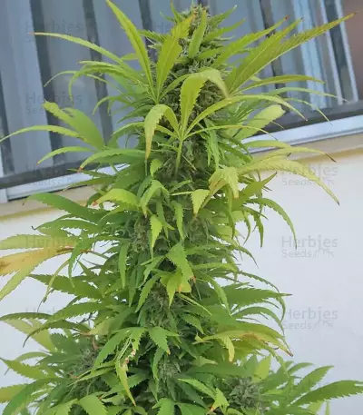 Graines de cannabis Buddha Kraken (Buddha Seeds)