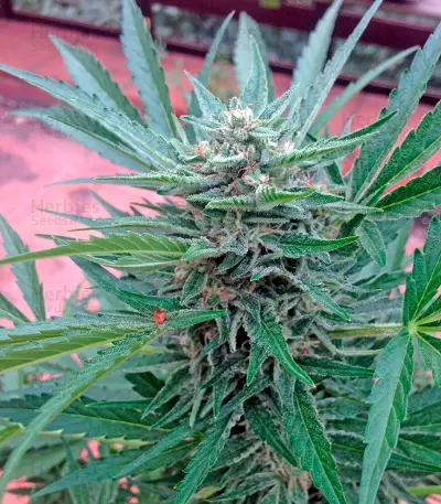 00 Hashchis (00 Cheese) Seeds