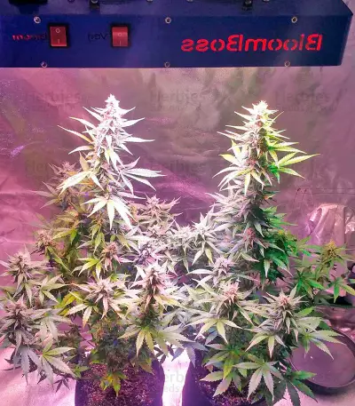 AK-48 Automatic Seeds