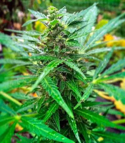 AK 48 strain