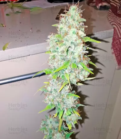 Afghan Kush x Skunk (World of Seeds)