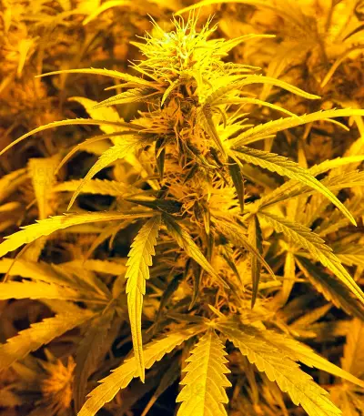 Graines de cannabis Auto Xtreme (Dutch Passion)