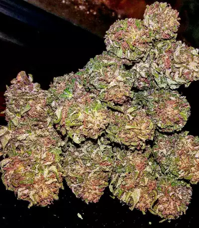 Cheese (Dinafem Seeds)