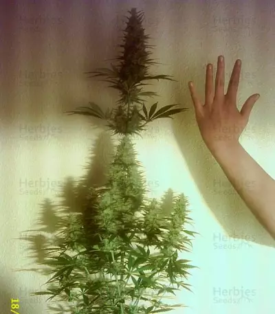 Fruity Chronic Juice Seeds