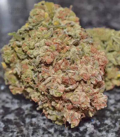 G14 Auto Seeds