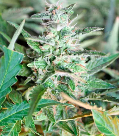 Graines de cannabis Gnomo Auto (Kannabia Seeds)