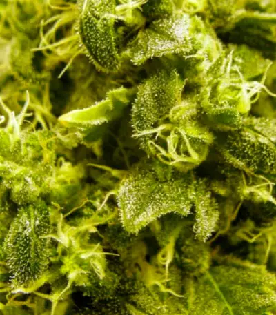 Jack Hammer Seeds