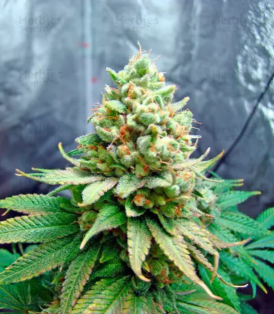Lemon Garlic OG feminized seeds