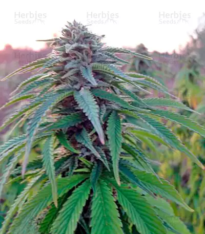 Lost Coast OG (Humboldt Seeds Organization)