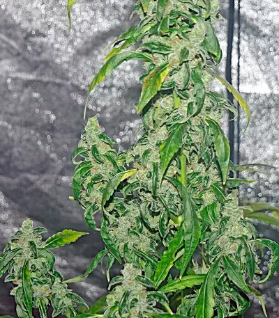 Massive Midget Auto Seeds
