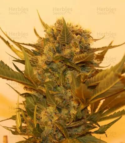 Sour P feminized seeds