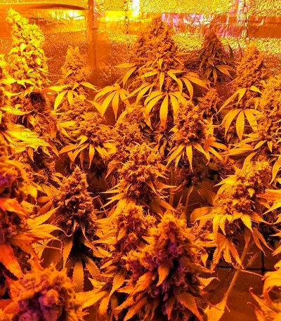 Graines de cannabis Serious Happiness regular (Serious Seeds)